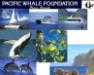 Pacific Whale Foundation